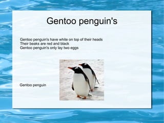 Gentoo penguin's Gentoo penguin's have white on top of their heads Their beaks are red and black Gentoo penguin's only lay two eggs Gentoo penguin 