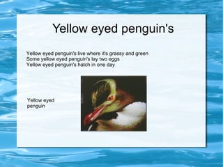 Yellow eyed penguin's Yellow eyed penguin's live where it's grassy and green Some yellow eyed penguin's lay two eggs Yellow eyed penguin's hatch in one day Yellow eyed penguin 