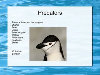Predators These animals eat the penguin Sharks Seals Orcas Snow leopard Walrus Polar bears Sea lion's Skua's Chinstrap penguin 