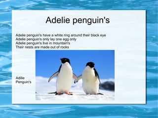 Adelie penguin's  Adelie penguin's have a white ring around their black eye  Adelie penguin's only lay one egg only Adelie penguin's live in mountain's  Their nests are made out of rocks Adilie Penguin's 