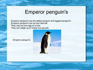 Emperor penguin's Emperor penguin's are the tallest penguin and biggest penguin's Emperor penguin's can be four feet tall They only lay one egg at a time They can weigh up to ninety five pounds Emperor penguin's 