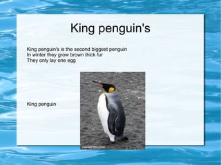 King penguin's King penguin's is the second biggest penguin In winter they grow brown thick fur They only lay one egg  King penguin 