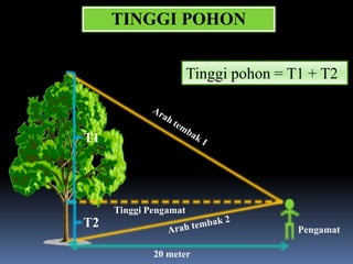 TINGGI POHON


                       Tinggi pohon = T1 + T2



T1




     Tinggi Pengamat
T2                                     Pengamat

             20 meter
 