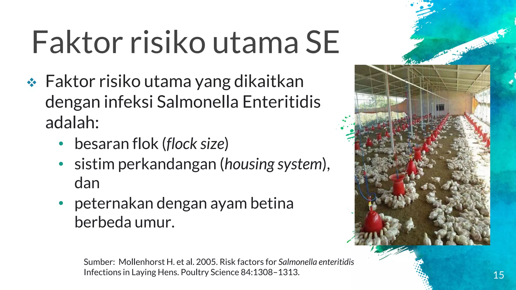 Pencegahan Penyakit Salmonella pada Ayam: Kunci untuk Peternakan Unggas yang Sehat