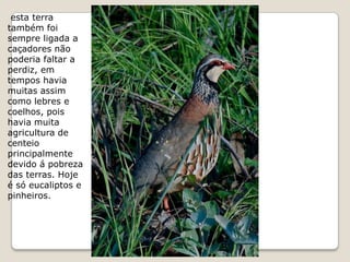 esta terra
também foi
sempre ligada a
caçadores não
poderia faltar a
perdiz, em
tempos havia
muitas assim
como lebres e
coelhos, pois
havia muita
agricultura de
centeio
principalmente
devido á pobreza
das terras. Hoje
é só eucaliptos e
pinheiros.
 
