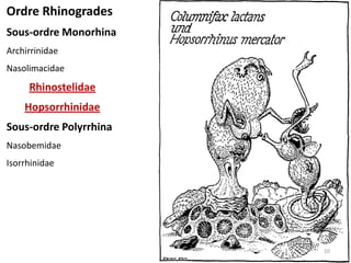Ordre Rhinogrades
Sous-ordre Monorhina
Archirrinidae
Nasolimacidae
     Rhinostelidae
    Hopsorrhinidae
Sous-ordre Polyrrhina
Nasobemidae
Isorrhinidae




                        10
 