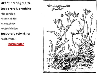 Ordre Rhinogrades
Sous-ordre Monorhina
Archirrinidae
Nasolimacidae
Rhinostelidae
Hopsorrhinidae
Sous-ordre Polyrrhina
Nasobemidae
      Isorrhinidae




                        11
 