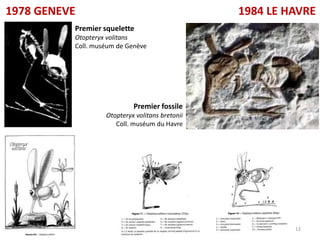 1978 GENEVE                                      1984 LE HAVRE
          Premier squelette
          Otopteryx volitans
          Coll. muséum de Genève




                            Premier fossile
                   Otopteryx volitans bretonii
                      Coll. muséum du Havre




                                                          12
 