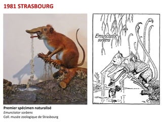 1981 STRASBOURG




                                       Reniflard chuitant
                                       Emunctator sorbens




Premier spécimen naturalisé
Emunctator sorbens
Coll. musée zoologique de Strasbourg
 