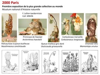 2000 Paris
Première exposition de la plus grande collection au monde
Muséum national d’Histoire naturelle
                      F. Jullien taxidermiste
                      Coll. MNHN




                      Priminase de Haeckel                        Corbulonase merveille
                      Archirrhinos haeckelii                     Corbulonasus longicauda
Helicaunase à queue écailleuse              Queue mielleux gris-doré                   Ursonase velu
Nasolimaceus conchicauda                    Dulcicauda griseaurella                 Mamontops ursulus




                                                                                               16
 