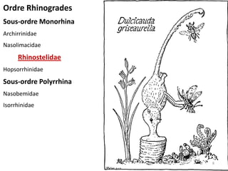 Ordre Rhinogrades
Sous-ordre Monorhina
Archirrinidae
Nasolimacidae
     Rhinostelidae
Hopsorrhinidae
Sous-ordre Polyrrhina
Nasobemidae
Isorrhinidae




                        8
 