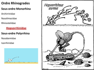 Ordre Rhinogrades
Sous-ordre Monorhina
Archirrinidae
Nasolimacidae
Rhinostelidae
    Hopsorrhinidae
Sous-ordre Polyrrhina
Nasobemidae
Isorrhinidae




                        9
 