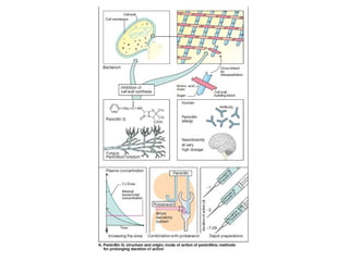 penicilinas-121228020641DD-phpapp02.pptx