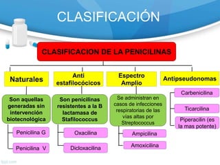 CLASIFICACION DE LA PENICILINAS
Naturales
Anti
estafilocócicos
Antipseudonomas
Espectro
Amplio
Son aquellas
generadas sin
intervención
biotecnológica
Son penicilinas
resistentes a la B
lactamasa de
Stafilococcus
Se administran en
casos de infecciones
respiratorias de las
vías altas por
Streptococcus
Carbenicilina
Ticarcilina
Piperacilin (es
la mas potente)
Ampicilina
Amoxicilina
Oxacilina
DicloxacilinaPenicilina V
Penicilina G
CLASIFICACIÓN
 