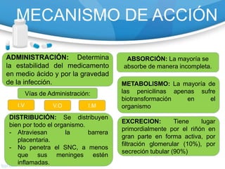 MECANISMO DE ACCIÓN
ADMINISTRACIÓN: Determina
la estabilidad del medicamento
en medio ácido y por la gravedad
de la infección.
Vías de Administración:
I.V V.O I.M
ABSORCIÓN: La mayoría se
absorbe de manera incompleta.
DISTRIBUCIÓN: Se distribuyen
bien por todo el organismo.
- Atraviesan la barrera
placentaria.
- No penetra el SNC, a menos
que sus meninges estén
inflamadas.
METABOLISMO: La mayoría de
las penicilinas apenas sufre
biotransformación en el
organismo
EXCRECION: Tiene lugar
primordialmente por el riñón en
gran parte en forma activa, por
filtración glomerular (10%), por
secreción tubular (90%)
 