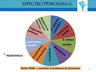 111 2 3 4 5 6 7 8 9
S. viridans
sensible
Leptotrichia
buccalis
* RESISTENCIA
Bacilos GRAM + y anaerobios no productores de b-lactamasas
ESPECTRO DE LA PENICILINA G
Clostridium
ESPECTRO PENICILINA G
 