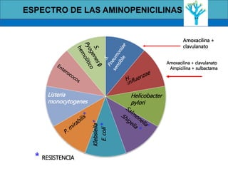 * RESISTENCIA
Amoxacilina + clavulanato
Ampicilina + sulbactama
Listeria
monocytogenes
Klebsiella*
E.coli*
Helicobacter
pylori
Amoxacilina +
clavulanato
ESPECTRO DE LAS AMINOPENICILINAS
 