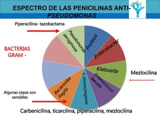 Mezlocilina
Piperacilina- tazobactama
ESPECTRO DE LAS PENICILINAS ANTI-
PSEUDOMONAS
Carbenicilina, ticarcilina, piperacilina, mezlocilina
Algunas cepas son
sensibles
BACTERIAS
GRAM -
 