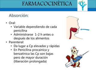 FARMACOCINÉTICA
• Oral:
• Variable dependiendo de cada
penicilina
• Administrarse 1-2 h antes o
después de los alimentos
• Parenteral:
• Da lugar a Cp elevadas y rápidas
• En Penicilina procainica y
benzatinica las Cp son bajas
pero de mayor duración
(liberación prolongada)
 
