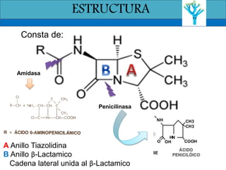 ESTRUCTURA
Consta de:
A Anillo Tiazolidina
B Anillo β-Lactamico
Cadena lateral unida al β-Lactamico
Penicilinasa
Amidasa
 