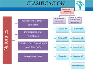 CLASIFICACIÓNNaturales
Penicilina G o Bencil-
penicilina
Bencil penicilina
benzatinica
Penicilina V o Fenoximetil-
penicilina (VO)
Feneticilina (VO)
Resistentes β-
lactamasas
No estables en
medio ácido
Meticilina (IM)
Nafcilina (IM)
Pirazocilina
Quinacilina
Estables en medio
ácido (Isoxazolil
penicilinas)
Oxacilina (VO)
Cloxacilina (VO)
Dicloxacilina (VO)
Floxacilina (VO)
Fludoxacilina (VO)
 