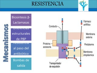 RESISTENCIA
Biosintesis β-
Lactamasas
Diferencias
estructurales
de PBP
Resistencia
al paso del
antibiótico
Bombas de
salida
 