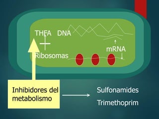THFA
Ribosomas
DNA
mRNA
Inhibidores del
metabolismo
Sulfonamides
Trimethoprim
 