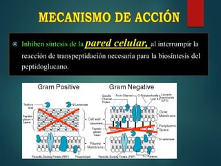  Inhiben síntesis de la pared celular, al interrumpir la
reacción de transpeptidación necesaria para la biosíntesis del
peptidoglucano.
 