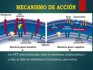 Las PFP están localizadas sobre la membrana citoplasmática y
a ellas se fijan los antibióticos ß-lactámicos, para actuar.
 