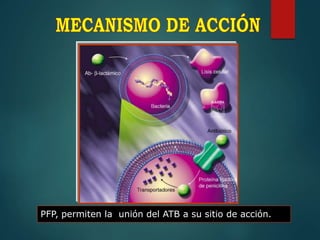 PFP, permiten la unión del ATB a su sitio de acción.
 