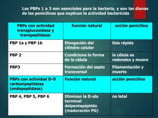 Las PBPs 1 a 3 son esenciales para la bacteria, y son las dianas
de las penicilinas que explican la actividad bactericida
PBPs con actividad
transglucosidasa y
transpeptidasa:
función natural acción penicilina
PBP 1a y PBP 1b Elongación del
cilindro celular
lisis rápida
PBP 2 Condiciona la forma
de la célula
la célula se
redondea y muere
PBP3 Formación del septo
transversal
Filamentación y
muerte
PBPs con actividad D-D
carboxipeptidasa
(endopeptidasa)
Función natural acción penicilina
PBP 4, PBP 5, PBP 6 Eliminan la D-ala
terminal
delpentapéptido
(maduración PG)
no letal
 