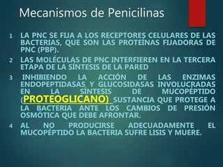 Mecanismos de Penicilinas
1 LA PNC SE FIJA A LOS RECEPTORES CELULARES DE LAS
BACTERIAS, QUE SON LAS PROTEÍNAS FIJADORAS DE
PNC (PBP).
2 LAS MOLÉCULAS DE PNC INTERFIEREN EN LA TERCERA
ETAPA DE LA SÍNTESIS DE LA PARED
3 INHIBIENDO LA ACCIÓN DE LAS ENZIMAS
ENDOPEPTIDASAS Y GLUCOSIDASAS INVOLUCRADAS
EN LA SÍNTESIS DE MUCOPÉPTIDO
(PROTEOGLICANO) SUSTANCIA QUE PROTEGE A
LA BACTERIA ANTE LOS CAMBIOS DE PRESIÓN
OSMÓTICA QUE DEBE AFRONTAR.
4 AL NO PRODUCIRSE ADECUADAMENTE EL
MUCOPÉPTIDO LA BACTERIA SUFRE LISIS Y MUERE.
 