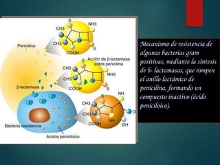 Mecanismo de resistencia de
algunas bacterias gram
positivas, mediante la síntesis
de b- lactamasas, que rompen
el anillo lactámico de
penicilina, formando un
compuesto inactivo (ácido
peniciloico).
 