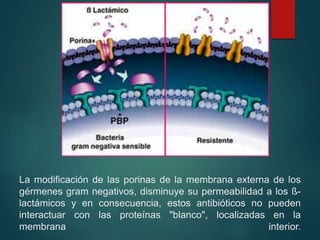 La modificación de las porinas de la membrana externa de los
gérmenes gram negativos, disminuye su permeabilidad a los ß-
lactámicos y en consecuencia, estos antibióticos no pueden
interactuar con las proteínas "blanco", localizadas en la
membrana interior.
 