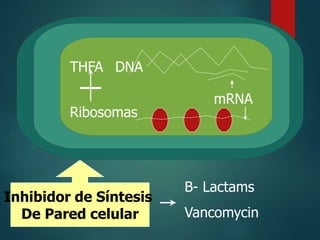THFA
Ribosomas
DNA
mRNA
Inhibidor de Síntesis
De Pared celular
B- Lactams
Vancomycin
 