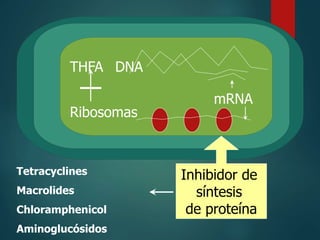 THFA
Ribosomas
DNA
mRNA
Inhibidor de
síntesis
de proteína
Tetracyclines
Macrolides
Chloramphenicol
Aminoglucósidos
 