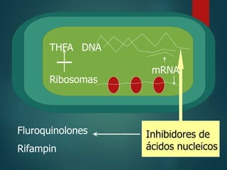 THFA
Ribosomas
DNA
mRNA
Inhibidores de
ácidos nucleicos
Fluroquinolones
Rifampin
 