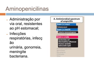 Aminopenicilinas
● Administração por
via oral, resistentes
ao pH estomacal;
● Infecções
respiratórias, infecç
ão
urinária, gonorreia,
meningite
bacteriana.
 