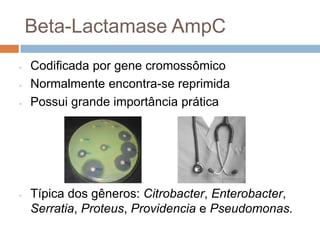 Beta-Lactamase AmpC
- Codificada por gene cromossômico
- Normalmente encontra-se reprimida
- Possui grande importância prática
- Típica dos gêneros: Citrobacter, Enterobacter,
Serratia, Proteus, Providencia e Pseudomonas.
 