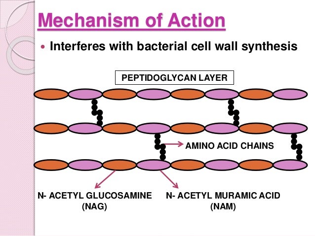 What Occurs When Probenecid Is Taken With Penicillin
