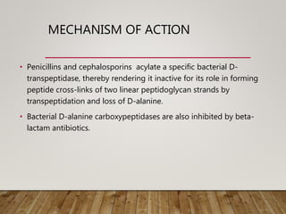MECHANISM OF ACTION
• Penicillins and cephalosporins acylate a specific bacterial D-
transpeptidase, thereby rendering it inactive for its role in forming
peptide cross-links of two linear peptidoglycan strands by
transpeptidation and loss of D-alanine.
• Bacterial D-alanine carboxypeptidases are also inhibited by beta-
lactam antibiotics.
 