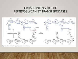 CROSS-LINKING OF THE
PEPTIDOGLYCAN BY TRANSPEPTIDASES
 