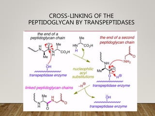 CROSS-LINKING OF THE
PEPTIDOGLYCAN BY TRANSPEPTIDASES
 