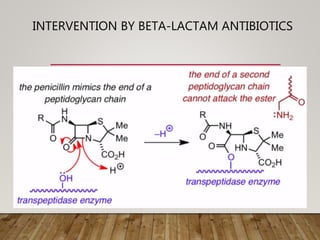 INTERVENTION BY BETA-LACTAM ANTIBIOTICS
 