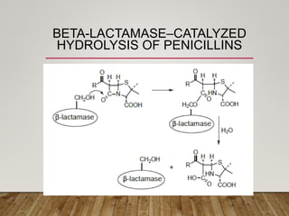 BETA-LACTAMASE–CATALYZED
HYDROLYSIS OF PENICILLINS
 