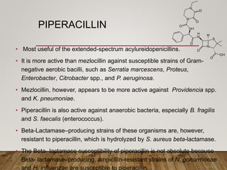 PIPERACILLIN
• Most useful of the extended-spectrum acylureidopenicillins.
• It is more active than mezlocillin against susceptible strains of Gram-
negative aerobic bacilli, such as Serratia marcescens, Proteus,
Enterobacter, Citrobacter spp., and P. aeruginosa.
• Mezlocillin, however, appears to be more active against Providencia spp.
and K. pneumoniae.
• Piperacillin is also active against anaerobic bacteria, especially B. fragilis
and S. faecalis (enterococcus).
• Beta-Lactamase–producing strains of these organisms are, however,
resistant to piperacillin, which is hydrolyzed by S. aureus beta-lactamase.
• The Beta- lactamase susceptibility of piperacillin is not absolute because
Beta- lactamase–producing, ampicillin-resistant strains of N. gonorrhoeae
and H. influenzae are susceptible to piperacillin.
 