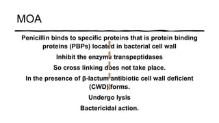MOA
Penicillin binds to specific proteins that is protein binding
proteins (PBPs) located in bacterial cell wall
Inhibit the enzyme transpeptidases
So cross linking does not take place.
In the presence of β-lactum antibiotic cell wall deficient
(CWD) forms.
Undergo lysis
Bactericidal action.
 