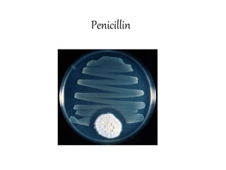 Penicillin
 