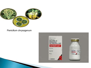 Penicillum chrysogenum
 