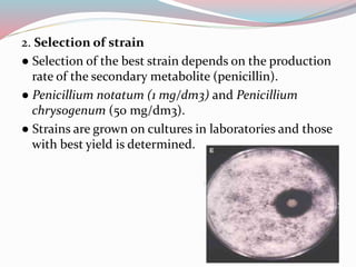 2. Selection of strain
● Selection of the best strain depends on the production
rate of the secondary metabolite (penicillin).
● Penicillium notatum (1 mg/dm3) and Penicillium
chrysogenum (50 mg/dm3).
● Strains are grown on cultures in laboratories and those
with best yield is determined.
 